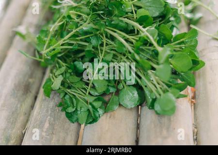 Crescione d'acqua (Nasturtium officinale) o aria selada in Indonesia. Chiamato jembak in Salatiga come ingrediente per verdure o snack fritti Foto Stock