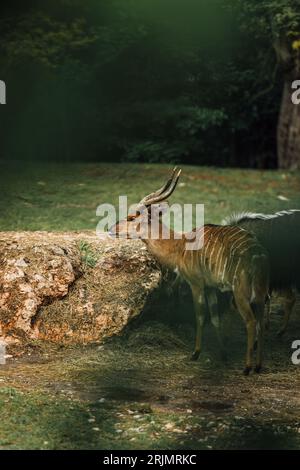 Un maestoso nyala sorge in un pascolo erboso, con le sue imponenti corna che brillano alla luce del sole Foto Stock