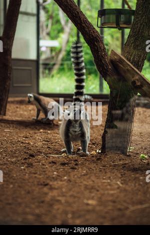 Un primo piano di due lemuri in un recinto all'aperto contenuto in uno zoo Foto Stock