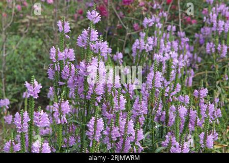 Physostegia virginiana viola, la pianta obbediente o falsa testa di drago Ôrose crownÕ in fiore. Foto Stock