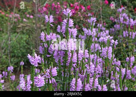 Physostegia virginiana viola, la pianta obbediente o falsa testa di drago Ôrose crownÕ in fiore. Foto Stock