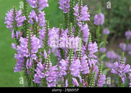 Physostegia virginiana viola, la pianta obbediente o falsa testa di drago Ôrose crownÕ in fiore. Foto Stock