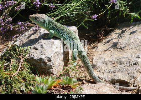 La lucertola ocellata che si crogiola su una roccia. Timon lepidus. Foto Stock