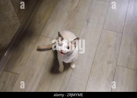 Un gattino bianco siede sul pavimento e si mescola pietosamente. Foto Stock