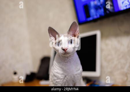 A cute little white kitten sits on the desktop near the monitor Stock Photo