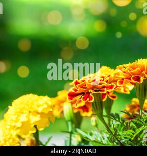 Marigold flowers. Close-up of orange flowers on a green background and orange sparkles. Stock Photo