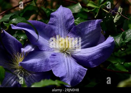 Un primo piano di una verginsbower asiatica che cresce contro una lussureggiante vegetazione verde Foto Stock