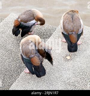 Three Egyptian geese Alopochen aegyptiaca preening their feather on steps by the River Thames Bankside in summer London England UK 2023 KATHY DEWITT Stock Photo