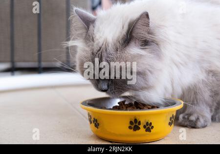 Il bellissimo gatto mangia cibo secco da una ciotola Foto Stock