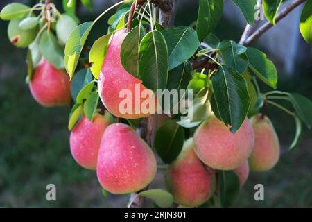 Pere mature su un albero in giardino Foto Stock