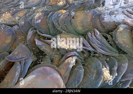 Le meduse sono impilate insieme Foto Stock