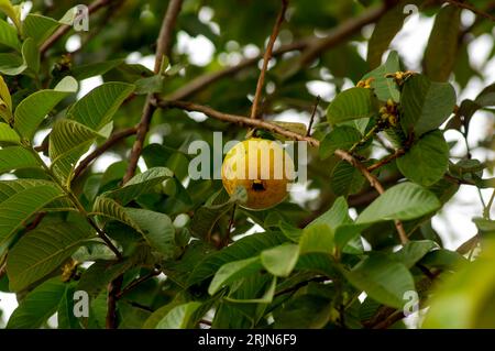 Jambu biji, frutto fresco di guava (Psidium guajava) appeso all'albero, concentrazione superficiale. Foto Stock