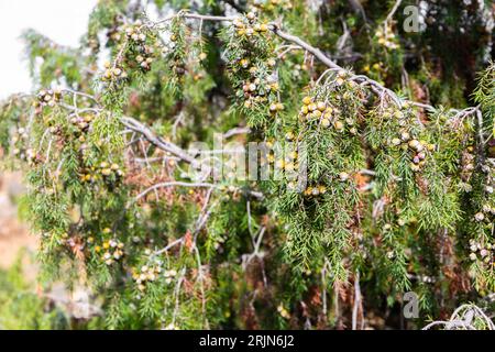 Albero di ginepro d'India (Juniperus oxycedrus) con coni di semi simili a bacche d'arancia che crescono nella riserva naturale di Hoces del Rio Duraton, Spagna. Foto Stock