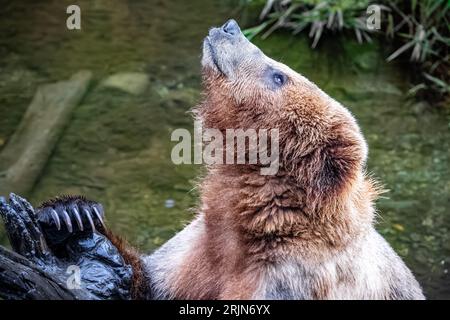 Un orso bruno è arroccato su un tronco di albero morto, con la testa leggermente girata di lato Foto Stock