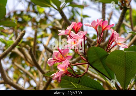 Pink Kamboja flower (Plumeria), a genus of flowering plants in the family Apocynaceae, also known as Lei flowers and Frangipani. Stock Photo