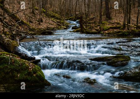 Un tranquillo ruscello si snoda attraverso il lussureggiante paesaggio di una fitta foresta. Foto Stock