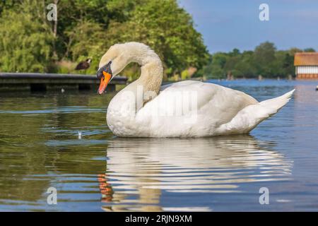 Closeup of a beautiful swan on a lake. Stock Photo