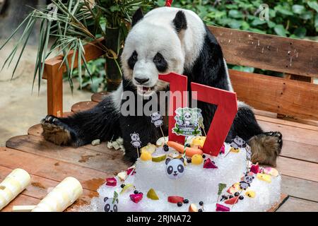 Kuala Lumpur, Kuala Lumpur, Malesia. 23 agosto 2023. Panda gigante femminile Liang Liang durante le celebrazioni del diciassettesimo compleanno dei panda giganti Xing Xing e Liang Liang allo Zoo Nazionale di Kuala Lumpur il 23 agosto 2023. Lo Zoo Nazionale della Malesia festeggia il diciassettesimo compleanno dei panda Xing Xing e Liang Liang. Entrambi sono nati il 23 agosto 2006 e sono arrivati in Malesia nel maggio 2014, in occasione del 40° anniversario dei legami diplomatici tra Cina e Malesia. (Immagine di credito: © Mohd Daud/ZUMA Press Wire) SOLO USO EDITORIALE! Non per USO commerciale! Foto Stock