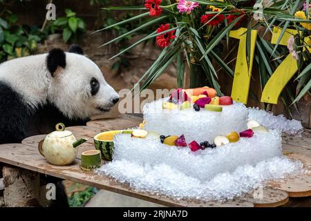 Kuala Lumpur, Kuala Lumpur, Malesia. 23 agosto 2023. Panda gigante femminile Liang Liang durante le celebrazioni del diciassettesimo compleanno dei panda giganti Xing Xing e Liang Liang allo Zoo Nazionale di Kuala Lumpur il 23 agosto 2023. Lo Zoo Nazionale della Malesia festeggia il diciassettesimo compleanno dei panda Xing Xing e Liang Liang. Entrambi sono nati il 23 agosto 2006 e sono arrivati in Malesia nel maggio 2014, in occasione del 40° anniversario dei legami diplomatici tra Cina e Malesia. (Immagine di credito: © Mohd Daud/ZUMA Press Wire) SOLO USO EDITORIALE! Non per USO commerciale! Foto Stock