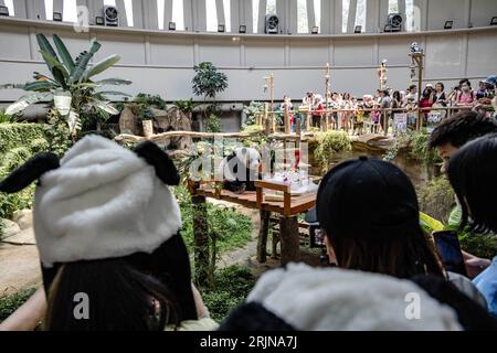 Kuala Lumpur, Kuala Lumpur, Malesia. 23 agosto 2023. Panda gigante femminile Liang Liang durante le celebrazioni del diciassettesimo compleanno dei panda giganti Xing Xing e Liang Liang allo Zoo Nazionale di Kuala Lumpur il 23 agosto 2023. Lo Zoo Nazionale della Malesia festeggia il diciassettesimo compleanno dei panda Xing Xing e Liang Liang. Entrambi sono nati il 23 agosto 2006 e sono arrivati in Malesia nel maggio 2014, in occasione del 40° anniversario dei legami diplomatici tra Cina e Malesia. (Immagine di credito: © Mohd Daud/ZUMA Press Wire) SOLO USO EDITORIALE! Non per USO commerciale! Foto Stock