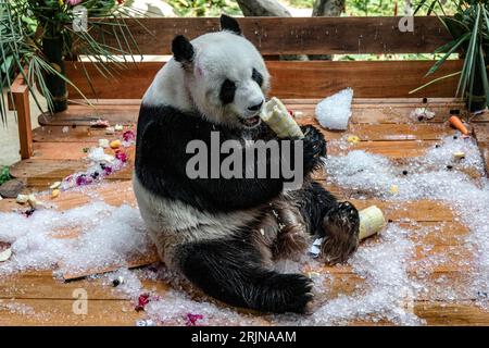 Kuala Lumpur, Kuala Lumpur, Malesia. 23 agosto 2023. Panda gigante femminile Liang Liang durante le celebrazioni del diciassettesimo compleanno dei panda giganti Xing Xing e Liang Liang allo Zoo Nazionale di Kuala Lumpur il 23 agosto 2023. Lo Zoo Nazionale della Malesia festeggia il diciassettesimo compleanno dei panda Xing Xing e Liang Liang. Entrambi sono nati il 23 agosto 2006 e sono arrivati in Malesia nel maggio 2014, in occasione del 40° anniversario dei legami diplomatici tra Cina e Malesia. (Immagine di credito: © Mohd Daud/ZUMA Press Wire) SOLO USO EDITORIALE! Non per USO commerciale! Foto Stock