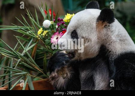 Kuala Lumpur, Kuala Lumpur, Malesia. 23 agosto 2023. Panda gigante femminile Liang Liang durante le celebrazioni del diciassettesimo compleanno dei panda giganti Xing Xing e Liang Liang allo Zoo Nazionale di Kuala Lumpur il 23 agosto 2023. Lo Zoo Nazionale della Malesia festeggia il diciassettesimo compleanno dei panda Xing Xing e Liang Liang. Entrambi sono nati il 23 agosto 2006 e sono arrivati in Malesia nel maggio 2014, in occasione del 40° anniversario dei legami diplomatici tra Cina e Malesia. (Immagine di credito: © Mohd Daud/ZUMA Press Wire) SOLO USO EDITORIALE! Non per USO commerciale! Foto Stock