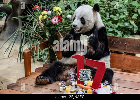 Kuala Lumpur, Kuala Lumpur, Malesia. 23 agosto 2023. Panda gigante femminile Liang Liang durante le celebrazioni del diciassettesimo compleanno dei panda giganti Xing Xing e Liang Liang allo Zoo Nazionale di Kuala Lumpur il 23 agosto 2023. Lo Zoo Nazionale della Malesia festeggia il diciassettesimo compleanno dei panda Xing Xing e Liang Liang. Entrambi sono nati il 23 agosto 2006 e sono arrivati in Malesia nel maggio 2014, in occasione del 40° anniversario dei legami diplomatici tra Cina e Malesia. (Immagine di credito: © Mohd Daud/ZUMA Press Wire) SOLO USO EDITORIALE! Non per USO commerciale! Foto Stock