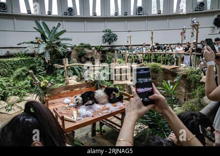 Kuala Lumpur, Kuala Lumpur, Malesia. 23 agosto 2023. Panda gigante femminile Liang Liang durante le celebrazioni del diciassettesimo compleanno dei panda giganti Xing Xing e Liang Liang allo Zoo Nazionale di Kuala Lumpur il 23 agosto 2023. Lo Zoo Nazionale della Malesia festeggia il diciassettesimo compleanno dei panda Xing Xing e Liang Liang. Entrambi sono nati il 23 agosto 2006 e sono arrivati in Malesia nel maggio 2014, in occasione del 40° anniversario dei legami diplomatici tra Cina e Malesia. (Immagine di credito: © Mohd Daud/ZUMA Press Wire) SOLO USO EDITORIALE! Non per USO commerciale! Foto Stock