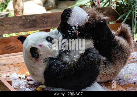 Kuala Lumpur, Kuala Lumpur, Malesia. 23 agosto 2023. Panda gigante femminile Liang Liang durante le celebrazioni del diciassettesimo compleanno dei panda giganti Xing Xing e Liang Liang allo Zoo Nazionale di Kuala Lumpur il 23 agosto 2023. Lo Zoo Nazionale della Malesia festeggia il diciassettesimo compleanno dei panda Xing Xing e Liang Liang. Entrambi sono nati il 23 agosto 2006 e sono arrivati in Malesia nel maggio 2014, in occasione del 40° anniversario dei legami diplomatici tra Cina e Malesia. (Immagine di credito: © Mohd Daud/ZUMA Press Wire) SOLO USO EDITORIALE! Non per USO commerciale! Foto Stock