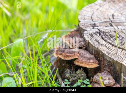 Trametes versicolor, also known as Polyporus versicolor, is a common Polyporus fungus found throughout the world, as well as a well-known traditional tree-growing medicinal mushroom. High-quality photo Stock Photo