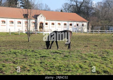 Un maestoso cavallo sorge in un lussureggiante pascolo verde, che pascolava sull'erba Foto Stock