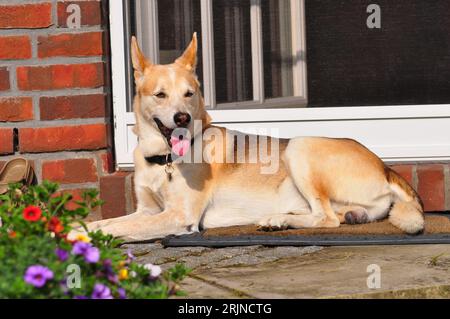 Un primo piano di un cane spagnolo Podenco seduto in un giardino con la lingua fuori Foto Stock