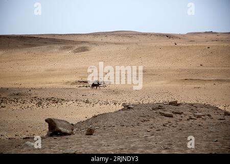 Due uomini su un cammello in Egitto nel deserto del Cairo vicino alle piramidi di Giza Foto Stock