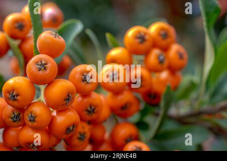 Un primo piano di una vibrante pianta di Pyracantha nel frutteto in una giornata di sole Foto Stock