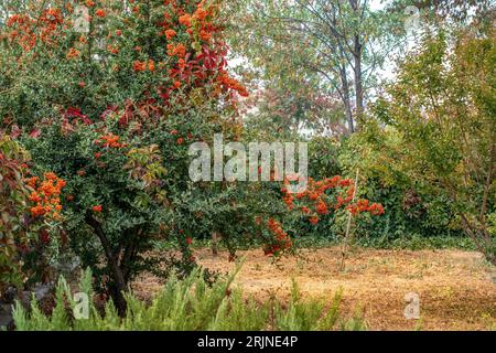 Un primo piano di una vibrante pianta di Pyracantha nel frutteto in una giornata di sole Foto Stock