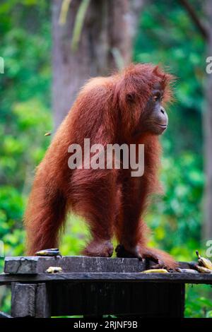 Un primo piano di un giovane orango al Parco Nazionale Tanjung Putting in Indonesia Foto Stock