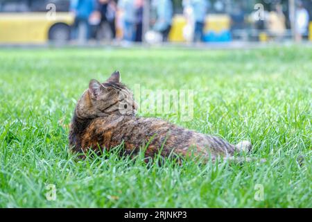 Ravvicinati il gatto marrone scuro che dorme nell'erba del parco. Messa a fuoco selettiva del gatto. Foto Stock