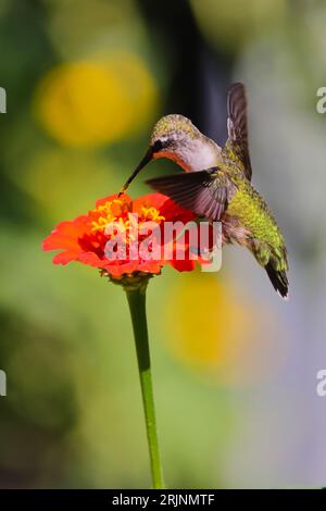 Un colibrì dalla gola rubina (Archilochus colubris) arroccato su un fiore vibrante Foto Stock