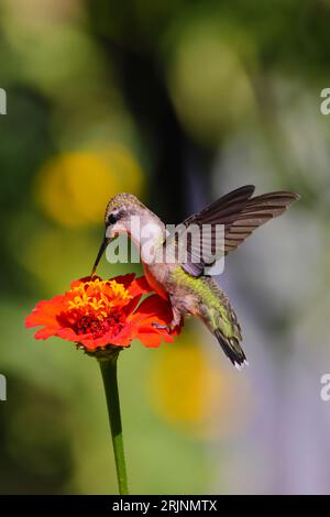 Un colibrì dalla gola rubina (Archilochus colubris) arroccato su un fiore vibrante Foto Stock