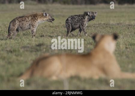 Due iene maculate in un campo erboso con un leone che riposa a terra Foto Stock