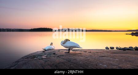 Una scena tranquilla con tre cigni bianchi in piedi su una formazione rocciosa vicino al bordo di un lago al tramonto Foto Stock