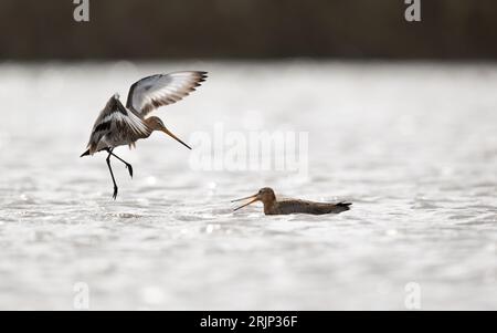 Un paio di dee dalla coda nera sono visti in acqua, uno nuota, mentre l'altro sta atterrando Foto Stock