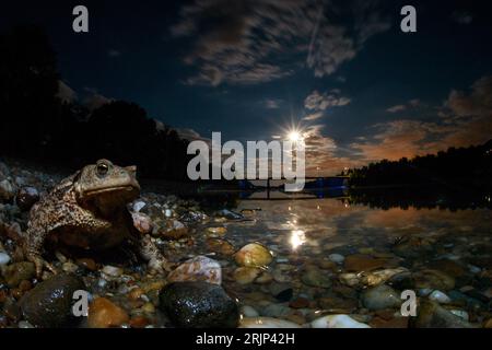 Un rospo comune arroccato sulla cima di un gruppo di rocce sulla riva del lago di notte Foto Stock