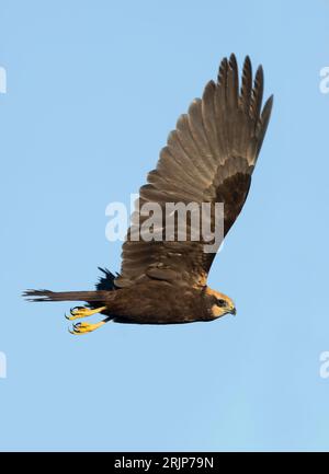 Giovanile Marsh Harrier (Circus aeruginosus) in volo sopra il letto di Norfolk Foto Stock