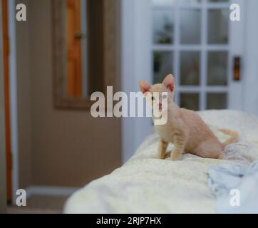 Un simpatico gattino Devon Rex in piedi su un letto, guardando direttamente la telecamera in modo calmo e curioso Foto Stock