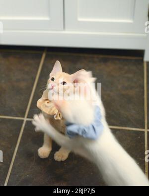 Gli adorabili due gattini Devon Rex saltano giocosi su un pavimento piastrellato Foto Stock