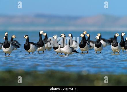 Le oche di Barnacle (Branta leucopsis) si riversano durante l'alta marea vicino alla riva del Loch Indaal, Isola di Islay, Ebridi, Scozia, aprile 2002 Foto Stock