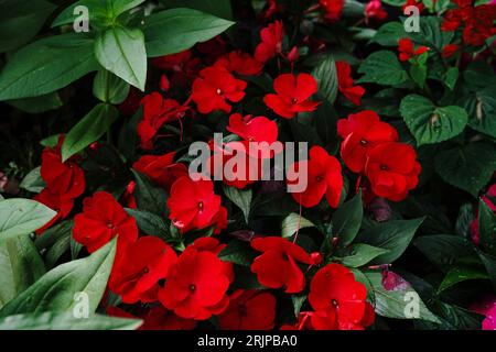 Letto di fiori Red impatiens in giardino, fuoco selettivo Foto Stock