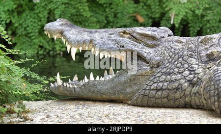 Un primo piano di un grande coccodrillo del Nilo con la bocca aperta adagiato su una pietra vicino a un lago Foto Stock