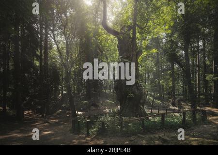 Antico ed enorme castagno nella foresta del Casentino. Parco nazionale foreste Casentinesi, regione Toscana, Italia, Europa Foto Stock